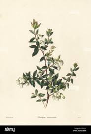 Attēlu rezultāti vaicājumam “Gaultheria cuneata”