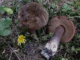 Attēlu rezultāti vaicājumam “Porphyrellus porphyrosporus”