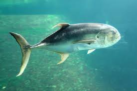 Image result for Caranx hippos