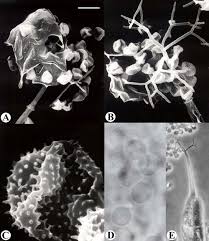 Attēlu rezultāti vaicājumam “Clastoderma debaryanum stalked”