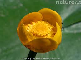 Attēlu rezultāti vaicājumam “Nuphar lutea flower”