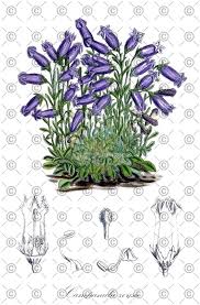 Image result for Campanula spicata