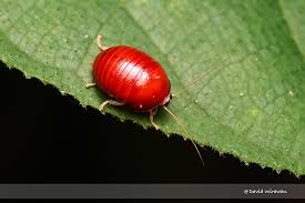 Attēlu rezultāti vaicājumam “Perichaena sp.”