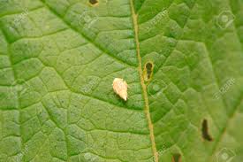 Attēlu rezultāti vaicājumam “Cicadella viridis”