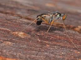 Attēlu rezultāti vaicājumam “Dolichopodidae”