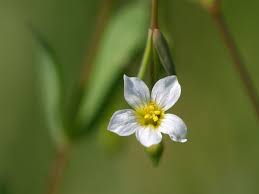 Attēlu rezultāti vaicājumam “Linum catharticum flower”