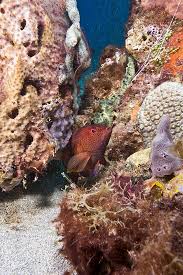 Image result for Cephalopholis fulva