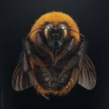 Attēlu rezultāti vaicājumam “Bombus”