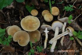 Image result for 붶