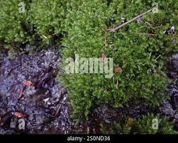 Attēlu rezultāti vaicājumam “Dichodontium pellucidum”