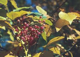 Attēlu rezultāti vaicājumam “Sorbus alnifolia”