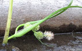 Attēlu rezultāti vaicājumam “Sparganiaceae”