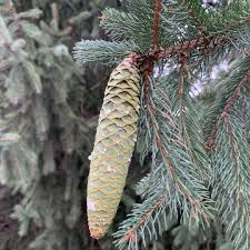 Attēlu rezultāti vaicājumam “Picea abies”