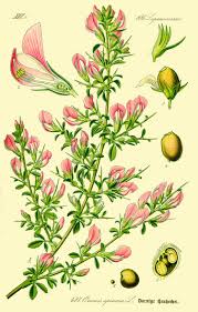 Attēlu rezultāti vaicājumam “Ononis arvensis leaf”