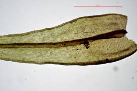 Attēlu rezultāti vaicājumam “Schistidium apocarpum”