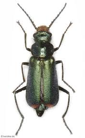 Attēlu rezultāti vaicājumam “Malachidae”