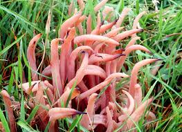 Attēlu rezultāti vaicājumam “Clavaria fumosa”