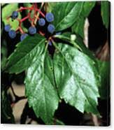 Attēlu rezultāti vaicājumam “Parthenocissus quinquefolia fruit”