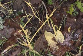 Attēlu rezultāti vaicājumam “Leocarpus fragilis spores”