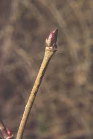 Attēlu rezultāti vaicājumam “Tilia cordata bud”