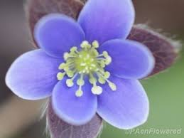 Attēlu rezultāti vaicājumam “Hepatica nobilis bud”