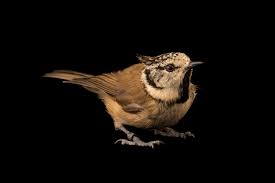 Attēlu rezultāti vaicājumam “Lophophanes cristatus”