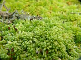 Attēlu rezultāti vaicājumam “Sphagnum centrale”