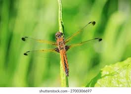 Attēlu rezultāti vaicājumam “Libellula fulva”