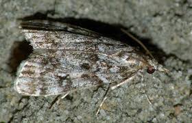 Attēlu rezultāti vaicājumam “Eudonia lacustrata”