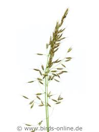 Attēlu rezultāti vaicājumam “Arrhenatherum elatius”