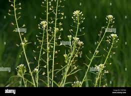 Attēlu rezultāti vaicājumam “Capsella bursa-pastoris fruit”