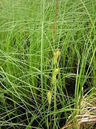 Attēlu rezultāti vaicājumam “Carex rostrata”