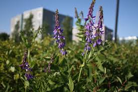 Attēlu rezultāti vaicājumam “Galega orientalis flower”