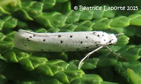 Attēlu rezultāti vaicājumam “Yponomeutidae”