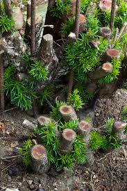 Attēlu rezultāti vaicājumam “Taxus baccata bud”