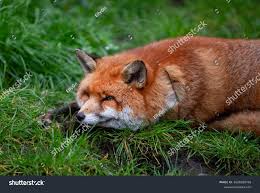 Attēlu rezultāti vaicājumam “Vulpes vulpes  adult”