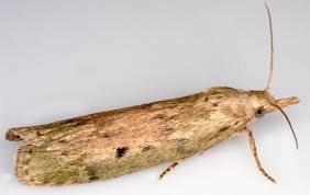 Attēlu rezultāti vaicājumam “Aphomia sociella male”