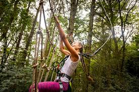 Image result for Go Ape! Whinlatter