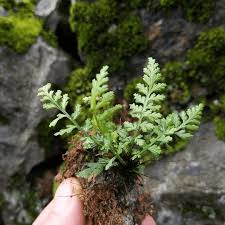 Attēlu rezultāti vaicājumam “Asplenium trichomanes”