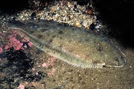 Image result for Solea solea