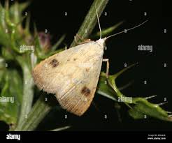 Attēlu rezultāti vaicājumam “Rivula sericealis”