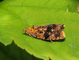 Attēlu rezultāti vaicājumam “Celypha siderana”