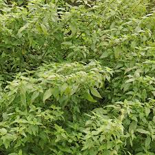 Attēlu rezultāti vaicājumam “Urtica urens leaf”