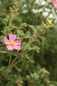 Attēlu rezultāti vaicājumam “Cistaceae”