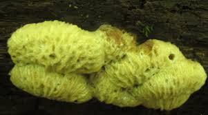 Attēlu rezultāti vaicājumam “Nectriopsis violacea”