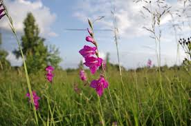 Attēlu rezultāti vaicājumam “Gladiolus imbricatus”