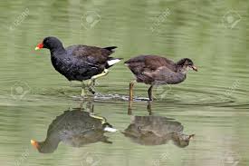 Attēlu rezultāti vaicājumam “Gallinula chloropus adult”