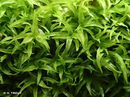 Attēlu rezultāti vaicājumam “Oxystegus tenuirostris”