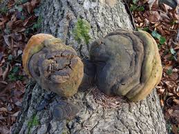 Attēlu rezultāti vaicājumam “Phellinus tremulae”