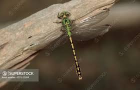 Attēlu rezultāti vaicājumam “Ophiogomphus cecilia”